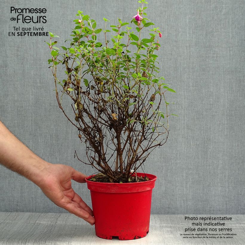 Exemplar von Fuchsia Tom Thumb Topf mit 2L/3L wie im Herbst geliefert