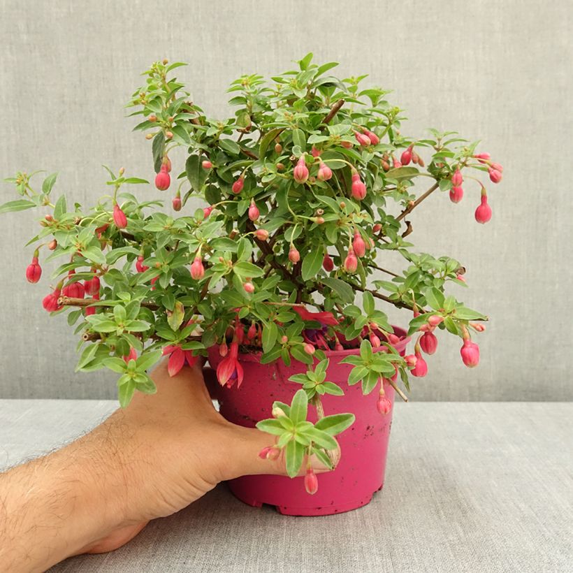 Exemplar von Fuchsia Tom Thumb Topf 12 cm / 13 cm wie im Sommer geliefert