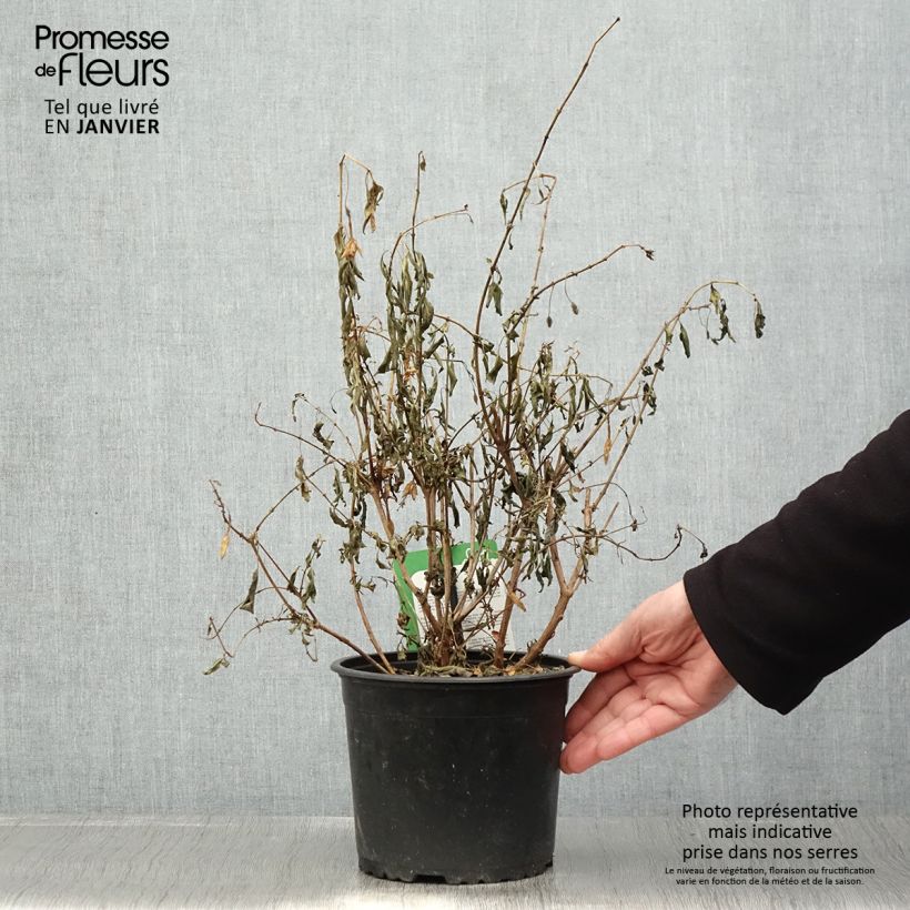 Exemplar von Fuchsia Whiteknights Pearl Topf mit 2L/3L wie im Winter geliefert