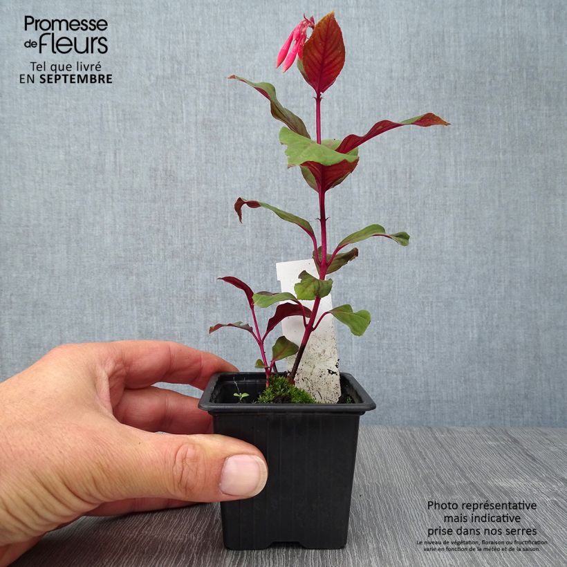 Exemplar von Fuchsia triphylla Thalia Kleine Töpfe von 8/9 cm wie im Herbst geliefert