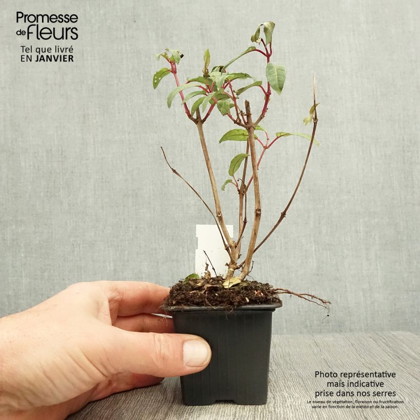 Exemplar von Fuchsia Winston Churchill Kleine Töpfe von 8/9 cm wie im Winter geliefert