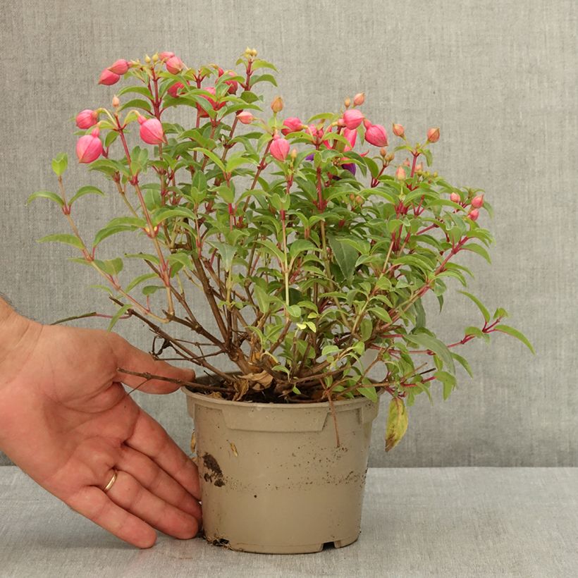 Exemplar von Fuchsia Winston Churchill Topf 12 cm / 13 cm wie im Sommer geliefert