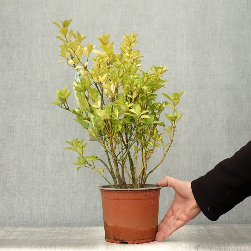 Exemplar von Japanischer Spindelstrauch Duc d'Anjou - Euonymus japonicus Topf mit 3L/4L wie im Herbst geliefert