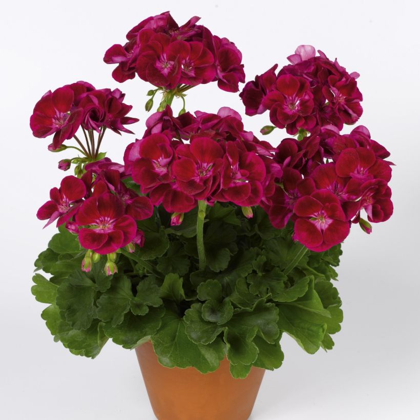 Zonal-Pelargonie Flower Fairy Velvet - Pelargonium (Hafen)