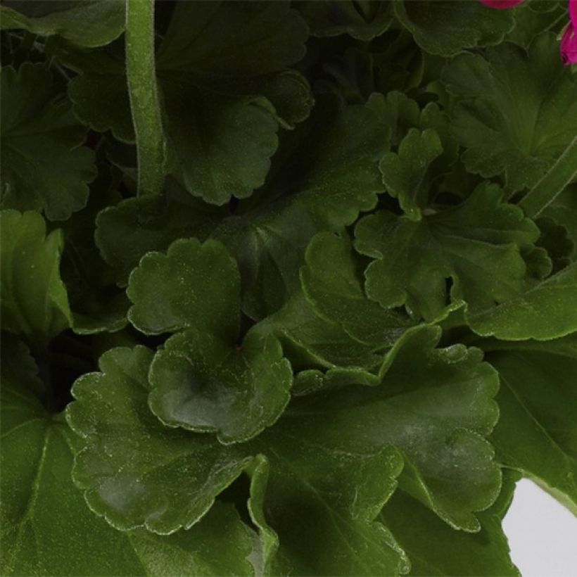 Zonal-Pelargonie Flower Fairy Velvet - Pelargonium (Laub)
