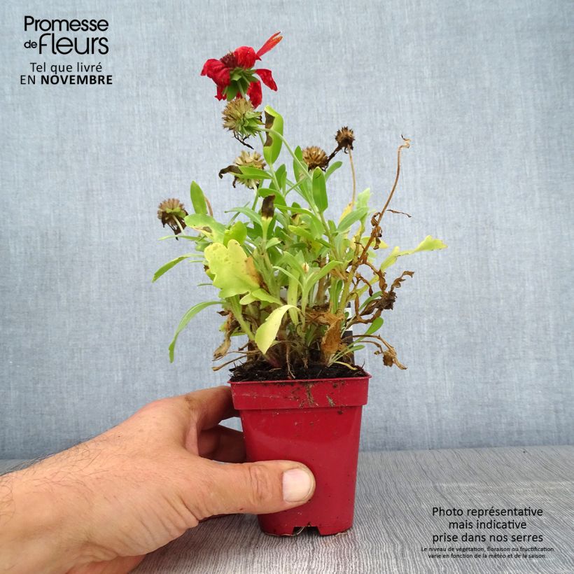Exemplar von Kokardenblume Arizona Red Shades - Gaillardia grandiflora Kleine Töpfe von 8/9 cm wie im Herbst geliefert