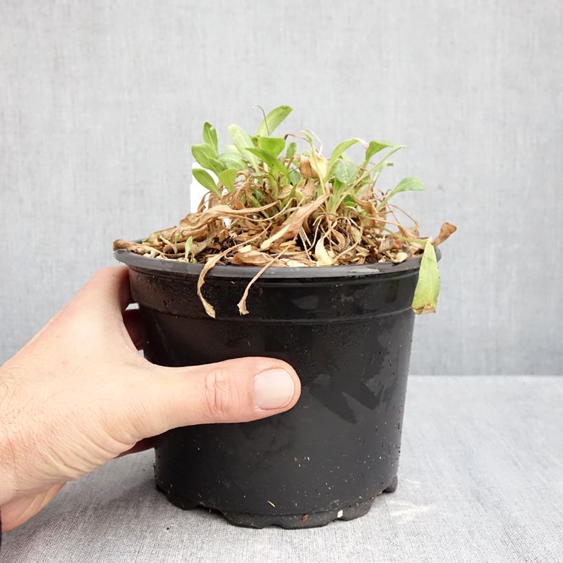 Exemplar von Kokardenblume Kobold - Gaillardia grandiflora Topf mit 2L/3L wie im Herbst geliefert