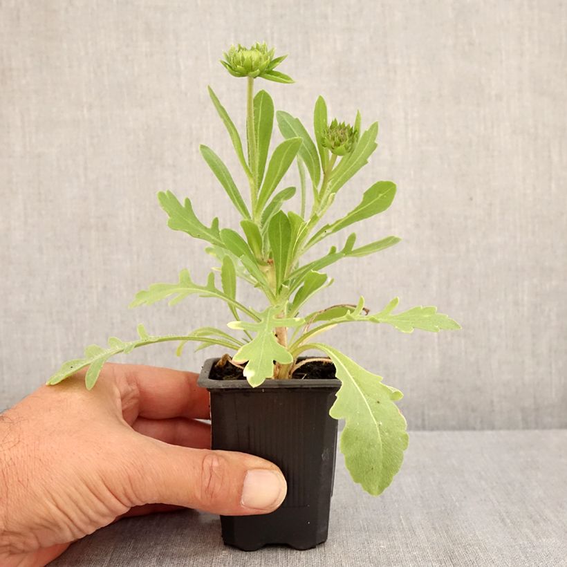 Exemplar von Kokardenblume Lutin - Gaillardia Kleine Töpfe von 7/8 cm wie im Sommer geliefert