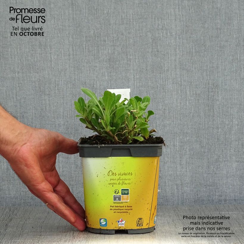 Exemplar von Kokardenblume Mesa Bright Color - Gaillardia aristata Topf mit 2L/3L wie im Herbst geliefert