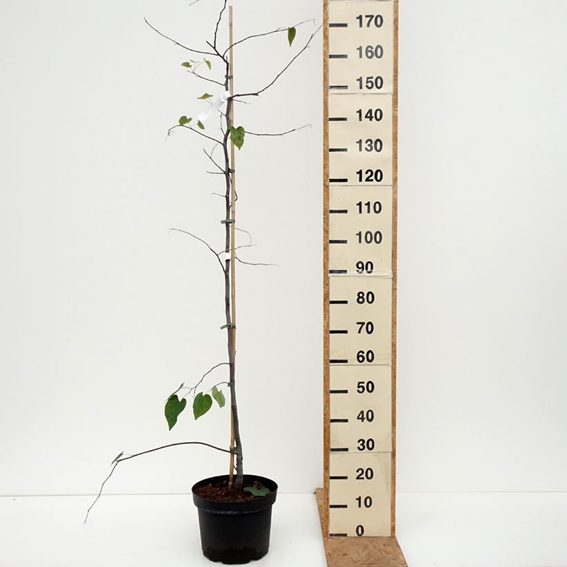 Exemplar von Kanadischer Judasbaum Cascading Hearts - Cercis canadensis Topf mit 7,5L/10L wie im Herbst geliefert