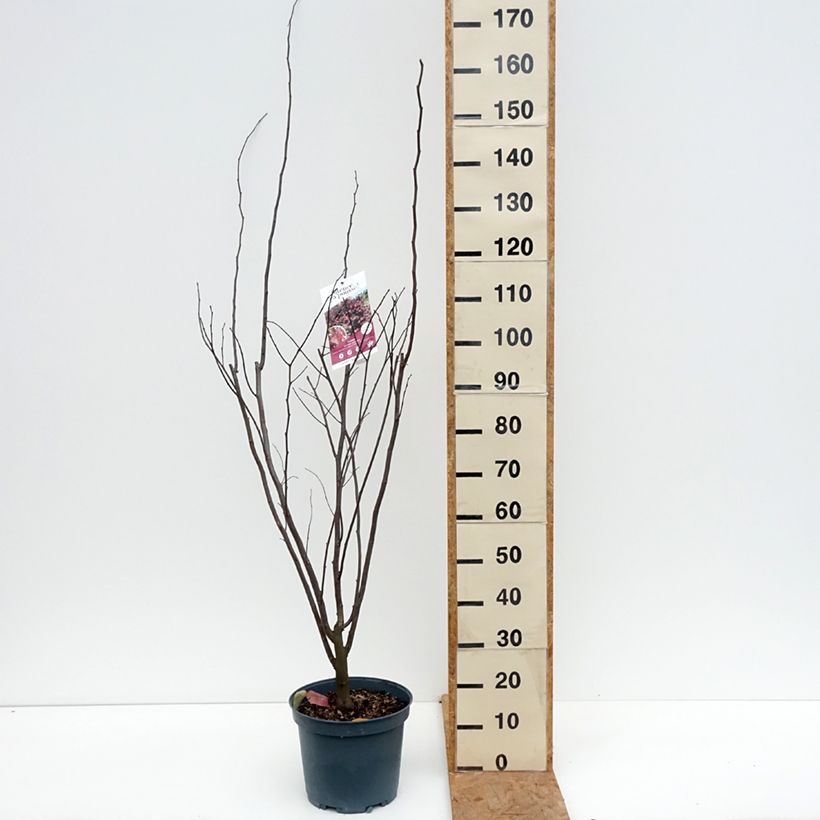 Exemplar von Kanadischer Judasbaum Red Force - Cercis canadensis Topf mit 7,5L/10L wie im Herbst geliefert