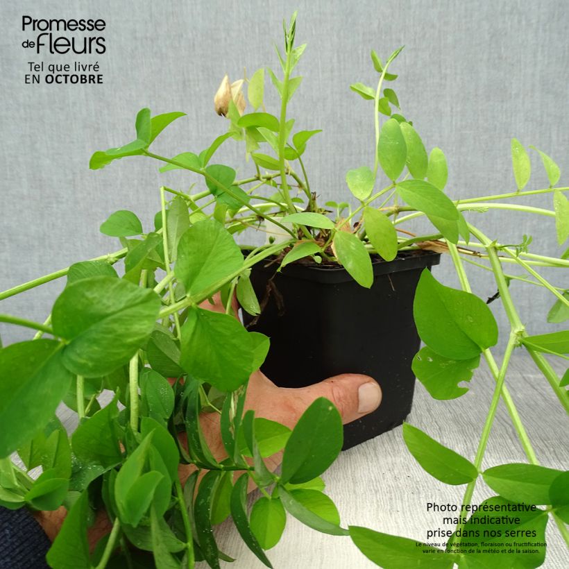 Exemplar von Galega officinalis - Geißraute Kleine Töpfe von 8/9 cm wie im Herbst geliefert