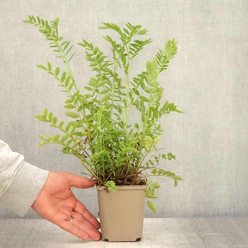 Exemplar von Galega officinalis - Geißraute Kleine Töpfe von 8/9 cm wie im Sommer geliefert