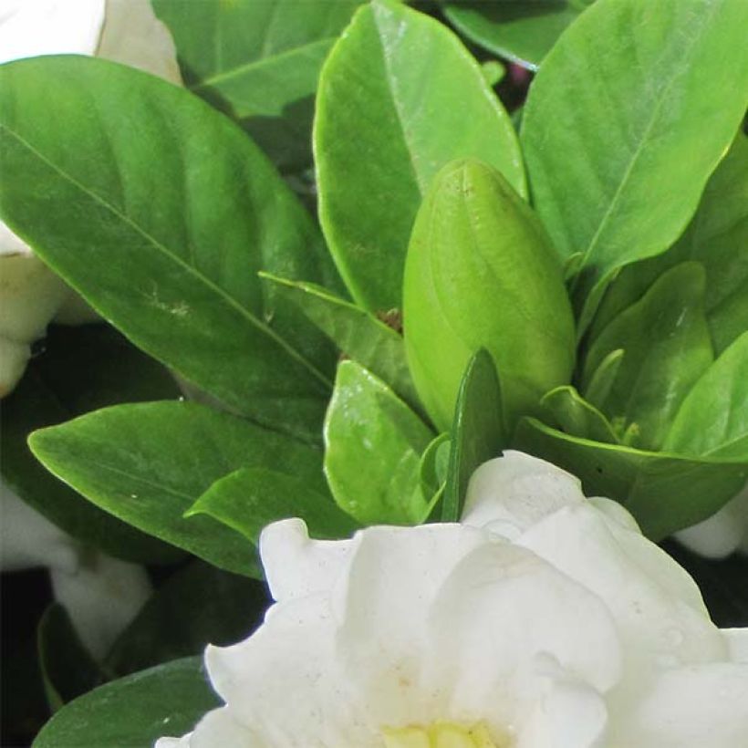 Gardenie Crown Jewel - Gardenia jasminoides (Laub)