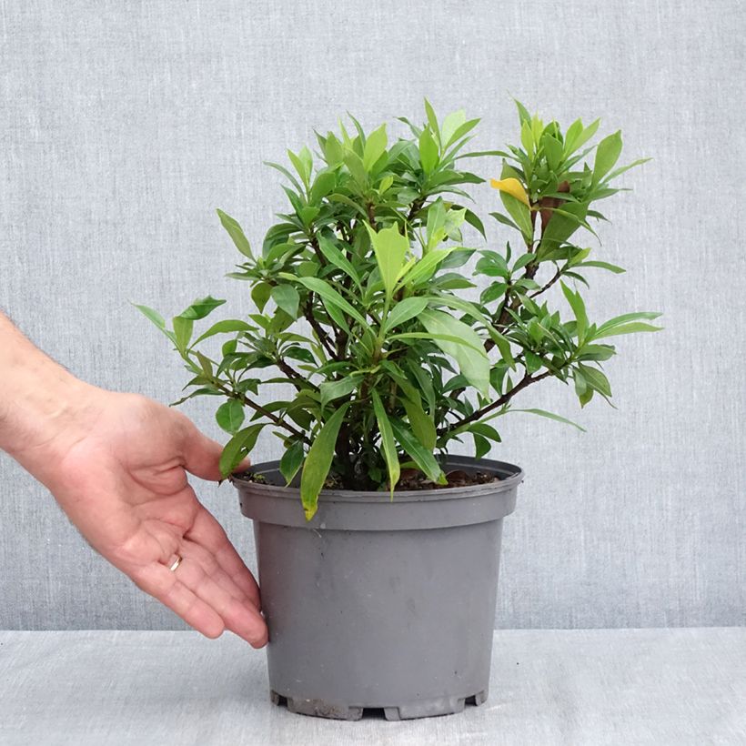 Exemplar von Gardenie Celestial Star - Gardenia jasminoides Topf mit 3L/4L wie im Sommer geliefert