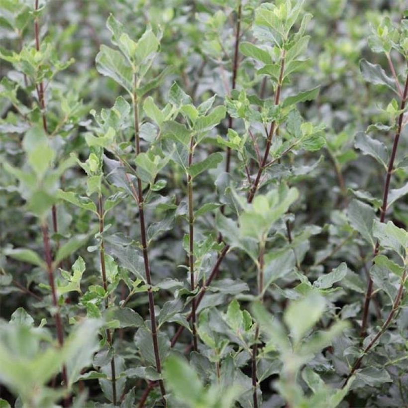 Garrya elliptica - Spalier-Becherkätzchen (Laub)
