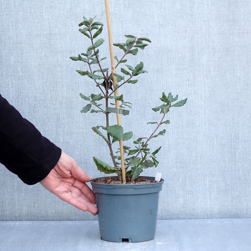 Exemplar von Garrya elliptica James Roof - Spalier-Becherkätzchen Topf mit 2L/3L wie im Winter geliefert