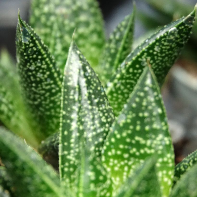 Gasteria D. Due (Laub)