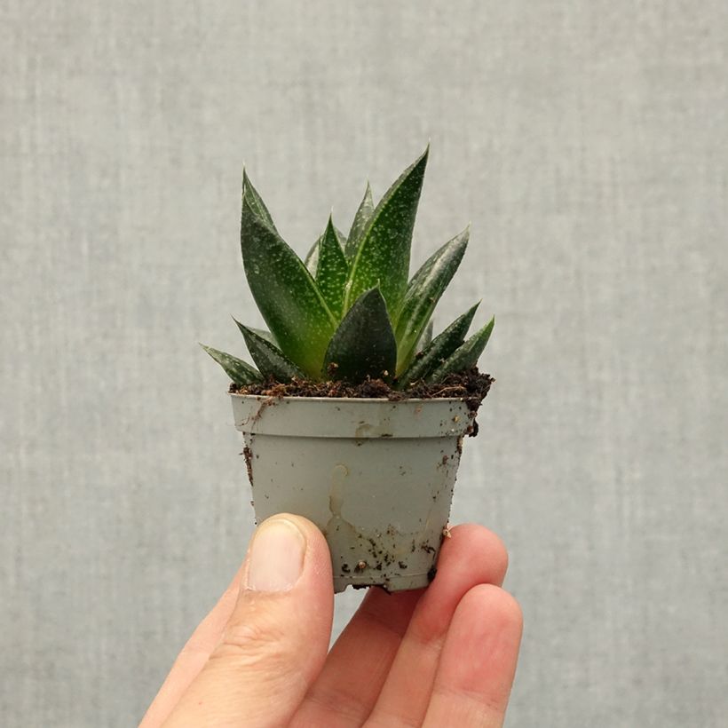 Exemplar von Gasteria D. Due Mini-plante wie im Frühjahr geliefert