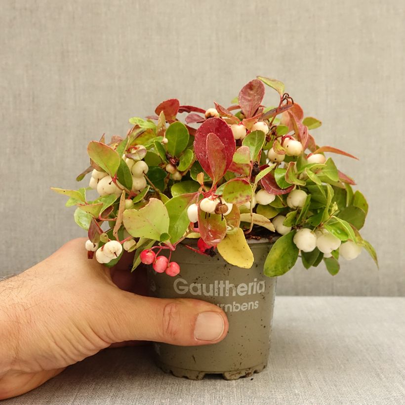Exemplar von Gaultheria procumbens Color Surprise - Scheinbeere Topf 10 cm/11cm wie im Herbst geliefert