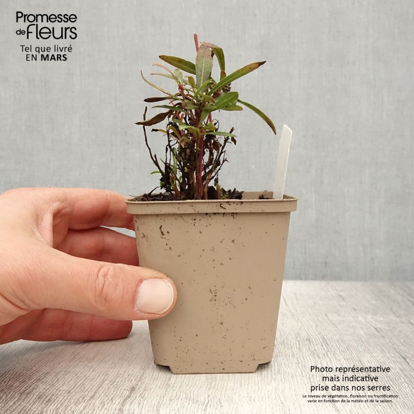 Exemplar von Prachtkerze Crimson Butterfly - Gaura lindheimeri Kleine Töpfe von 8/9 cm wie im Frühjahr geliefert