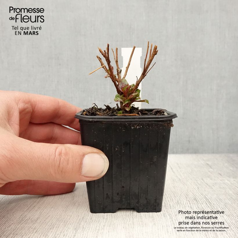 Exemplar von Prachtkerze Baby Butterfly Dark Pink - Gaura lindheimeri Kleine Töpfe von 8/9 cm wie im Frühjahr geliefert