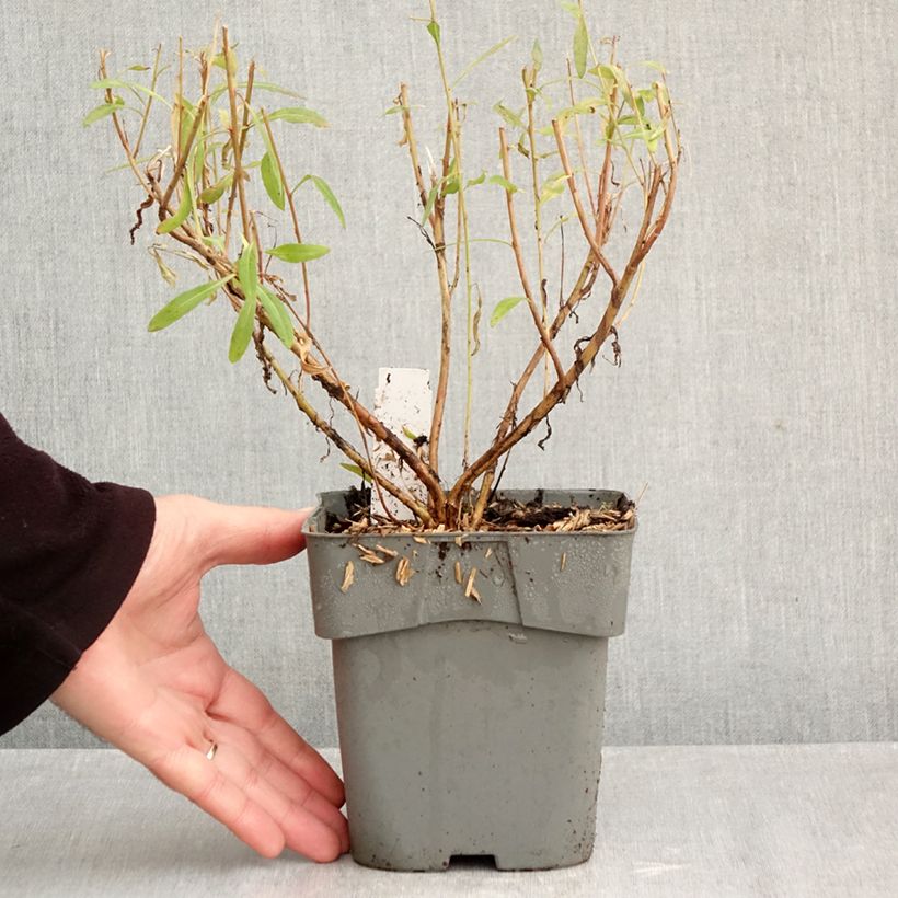 Exemplar von Prachtkerze Baby Butterfly Dark Pink - Gaura lindheimeri Topf mit 2L/3L wie im Herbst geliefert
