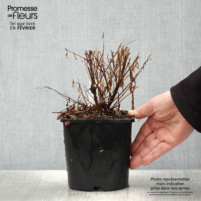 Exemplar von Prachtkerze Baby Butterfly Dark Pink - Gaura lindheimeri Topf mit 2L/3L wie im Winter geliefert