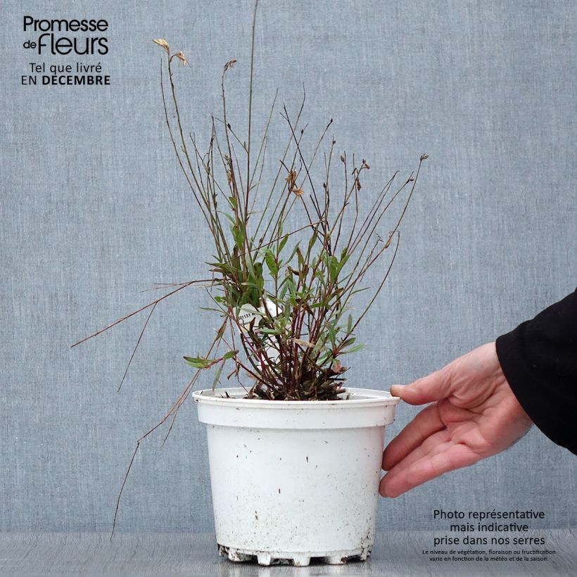 Exemplar von Prachtkerze White - Gaura lindheimeri Topf mit 2L/3L wie im Herbst geliefert