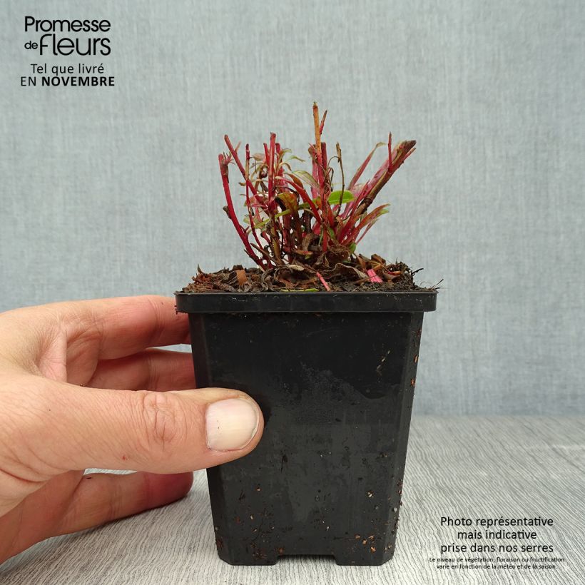 Exemplar von Prachtkerze Cherry Brandy - Gaura lindheimeri Kleine Töpfe von 8/9 cm wie im Herbst geliefert