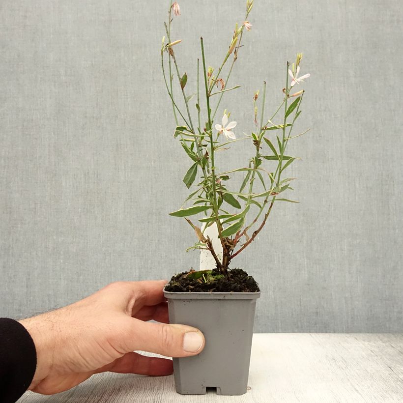 Exemplar von Prachtkerze Corrie s Gold - Gaura lindheimeri Kleine Töpfe von 8/9 cm wie im Herbst geliefert
