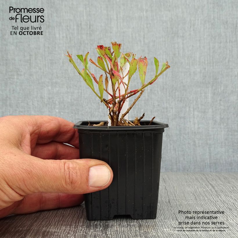 Exemplar von Prachtkerze Freefolk Rosy - Gaura lindheimeri Kleine Töpfe von 8/9 cm wie im Herbst geliefert