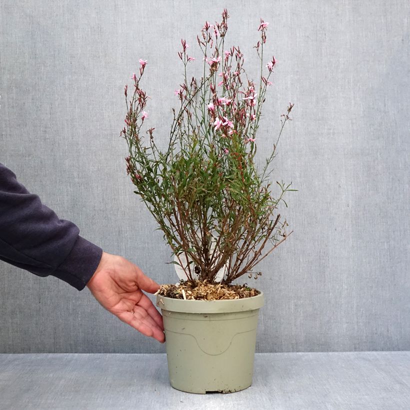 Exemplar von Prachtkerze Passionate Blush - Gaura lindheimeri Topf mit 3L/4L wie im Herbst geliefert