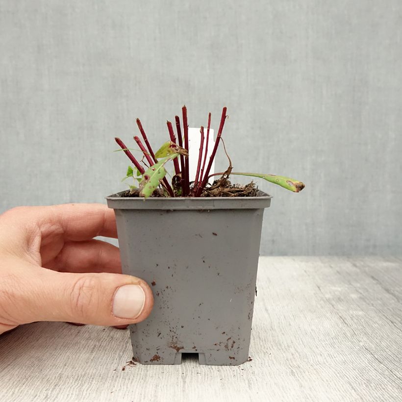 Exemplar von Prachtkerze Siskiyou pink - Gaura lindheimeri Kleine Töpfe von 8/9 cm wie im Herbst geliefert