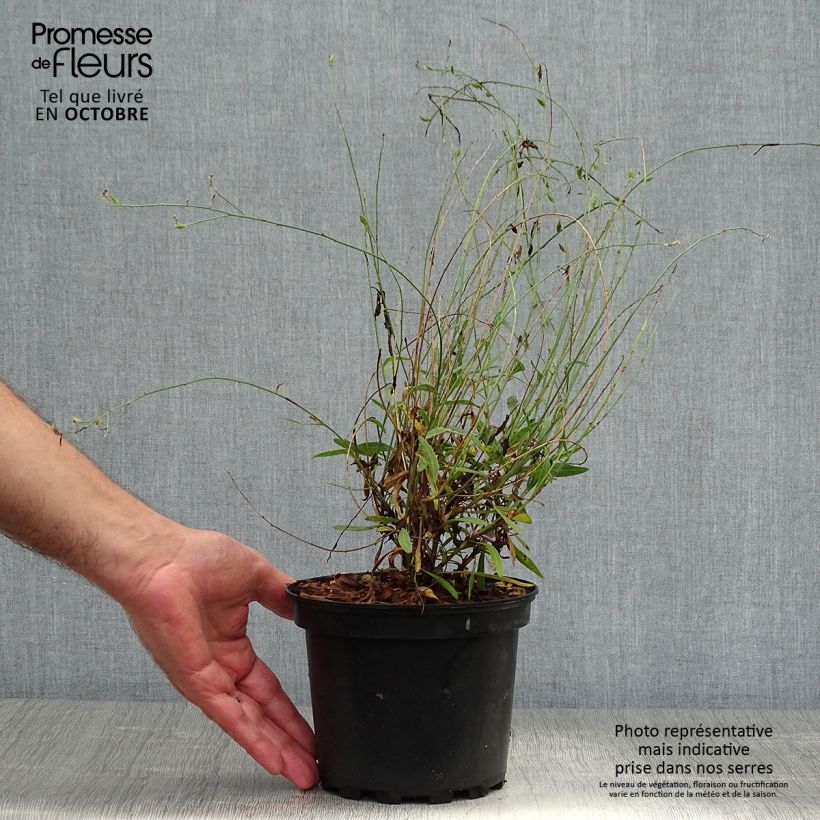 Exemplar von Prachtkerze Siskiyou pink - Gaura lindheimeri Topf mit 2L/3L wie im Herbst geliefert