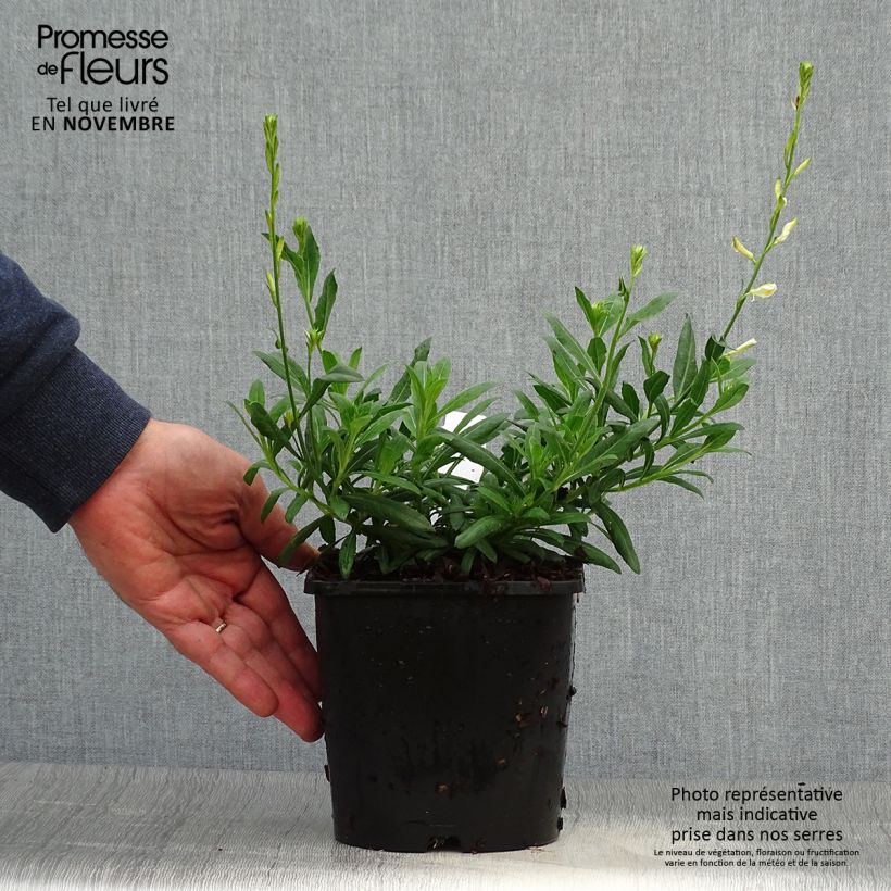 Exemplar von Prachtkerze Snowbird - Gaura lindheimeri Topf mit 2L/3L wie im Herbst geliefert