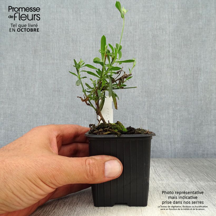 Exemplar von Prachtkerze Whirling Butterflies - Gaura lindheimeri Kleine Töpfe von 8/9 cm wie im Herbst geliefert