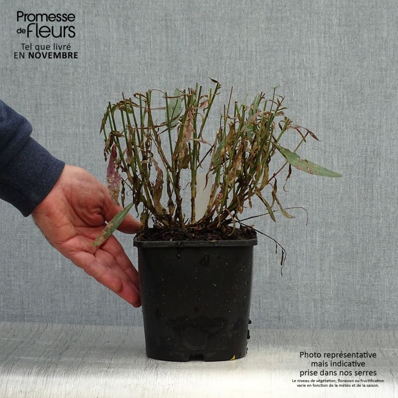 Exemplar von Prachtkerze Whirling Butterflies - Gaura lindheimeri Topf mit 2L/3L wie im Herbst geliefert