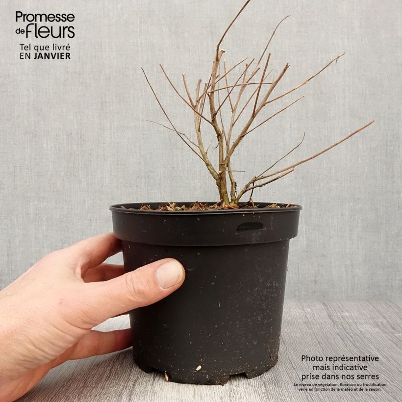 Exemplar von Prachtkerze Whirling Butterflies - Gaura lindheimeri Topf mit 2L/3L wie im Winter geliefert