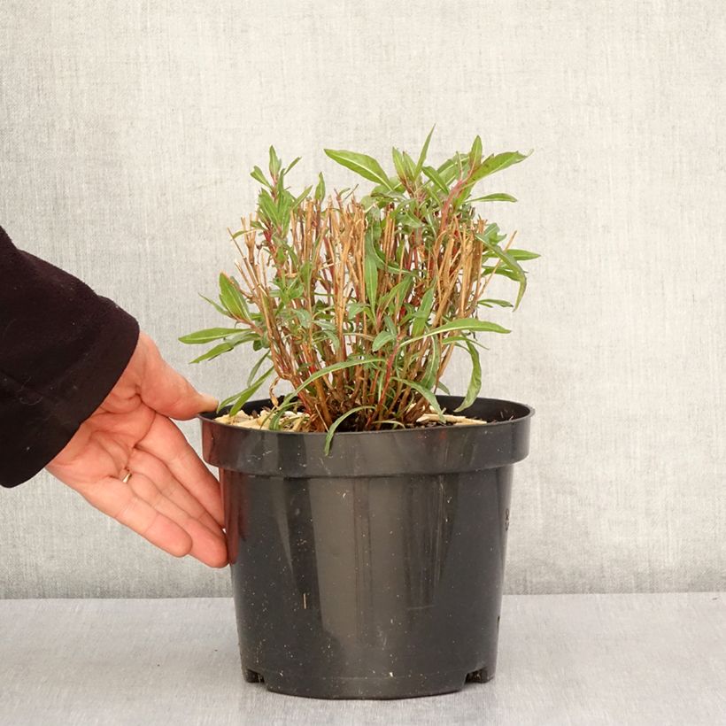 Exemplar von Prachtkerze Whirling Butterflies - Gaura lindheimeri Topf mit 2L/3L wie im Frühjahr geliefert