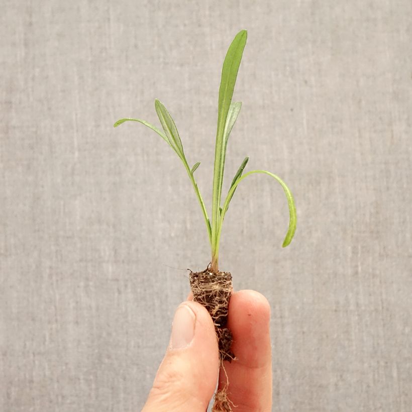 Exemplar von Gazanie Wonderwall mix - Gazania Mini-Plug Ø 1,5/2,5 cm wie im Frühjahr geliefert