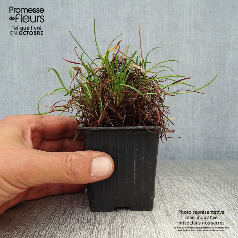 Exemplar von Armeria maritima splendens - Strand-Grasnelke Kleine Töpfe von 8/9 cm wie im Herbst geliefert