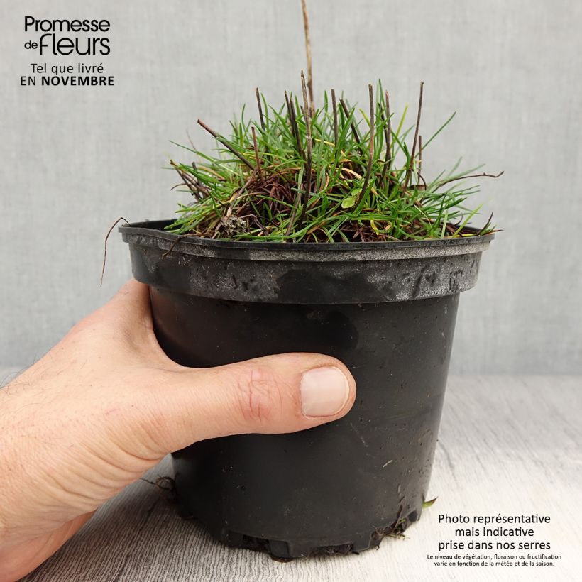 Exemplar von Armeria maritima Alba - Strand-Grasnelke Topf mit 2L/3L wie im Herbst geliefert