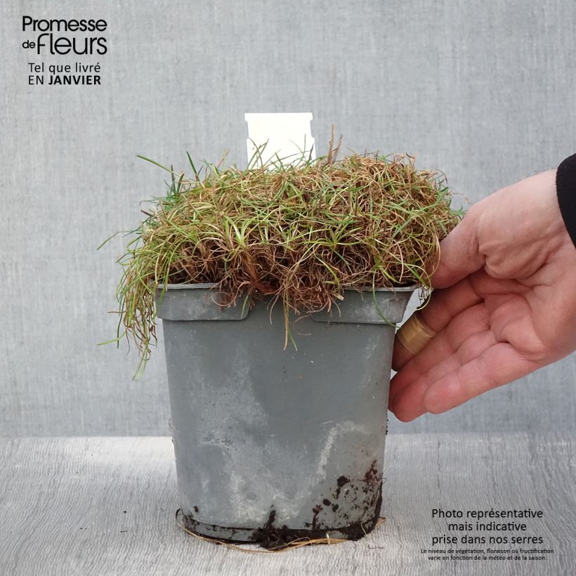 Exemplar von Armeria maritima Alba - Strand-Grasnelke Topf mit 2L/3L wie im Winter geliefert