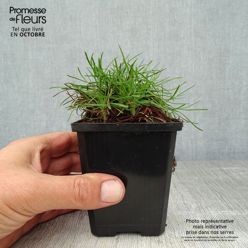 Exemplar von Armeria maritima Vesuvius - Strand-Grasnelke Kleine Töpfe von 8/9 cm wie im Herbst geliefert