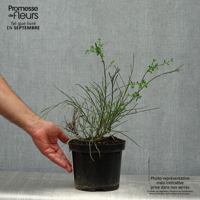 Exemplar von Edelginster Burkwoodii - Cytisus scoparius Topf mit 2L/3L wie im Herbst geliefert