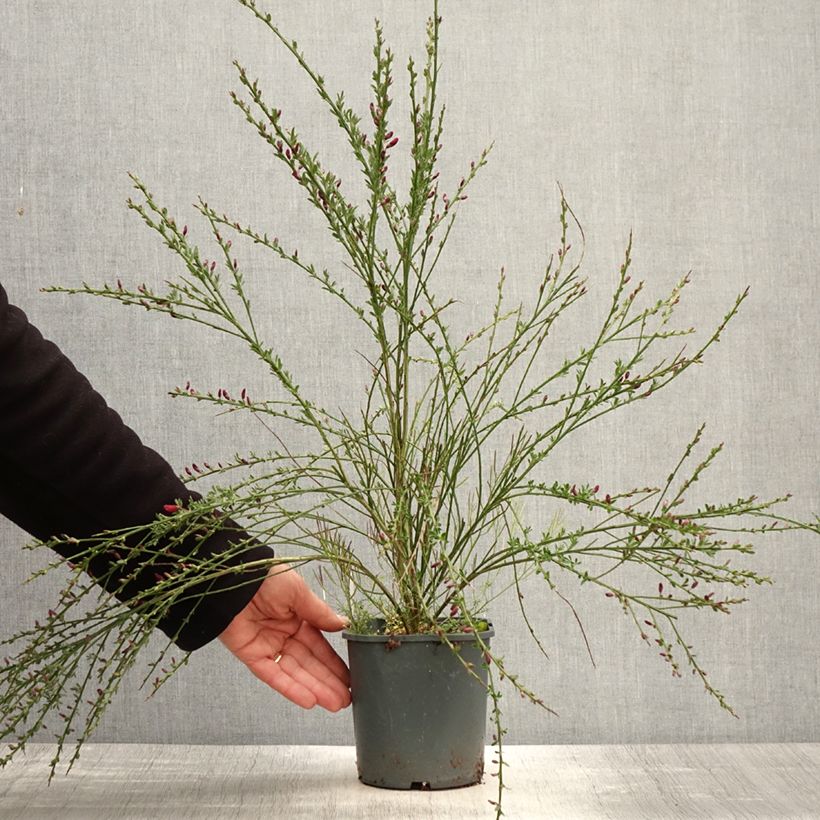 Exemplar von Edelginster Burkwoodii - Cytisus scoparius Topf mit 2L/3L wie im Frühjahr geliefert