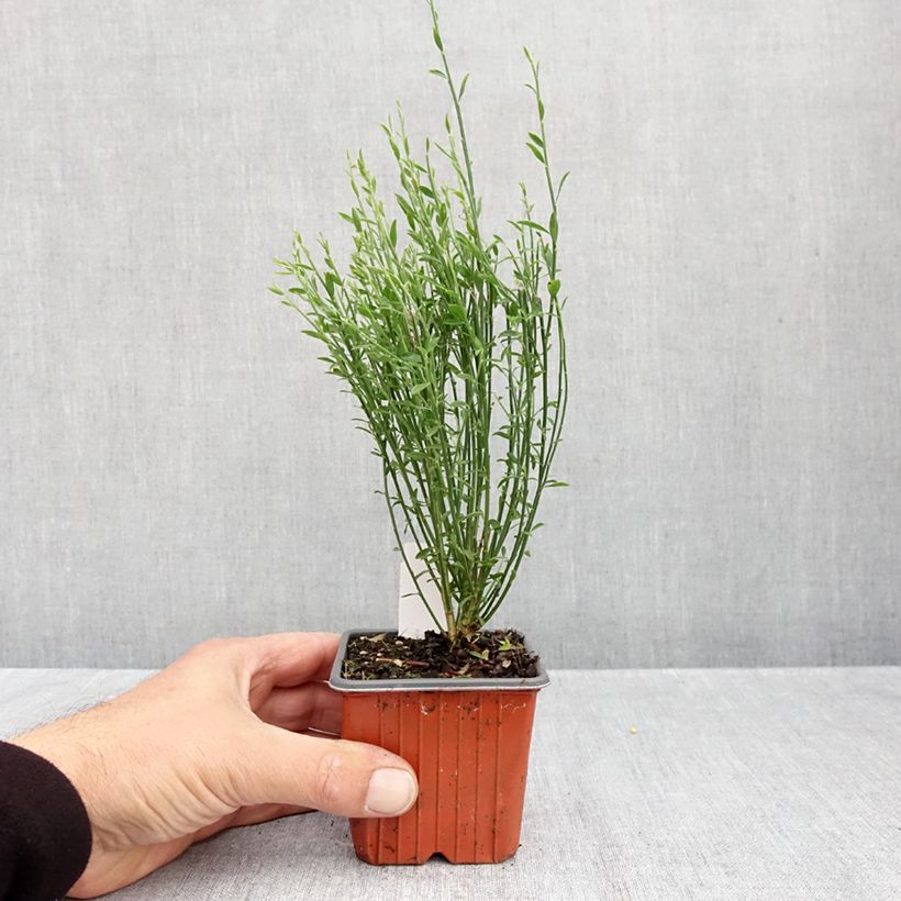 Exemplar von Edelginster Goldfinch - Cytisus scoparius Kleine Töpfe von 8/9 cm wie im Herbst geliefert