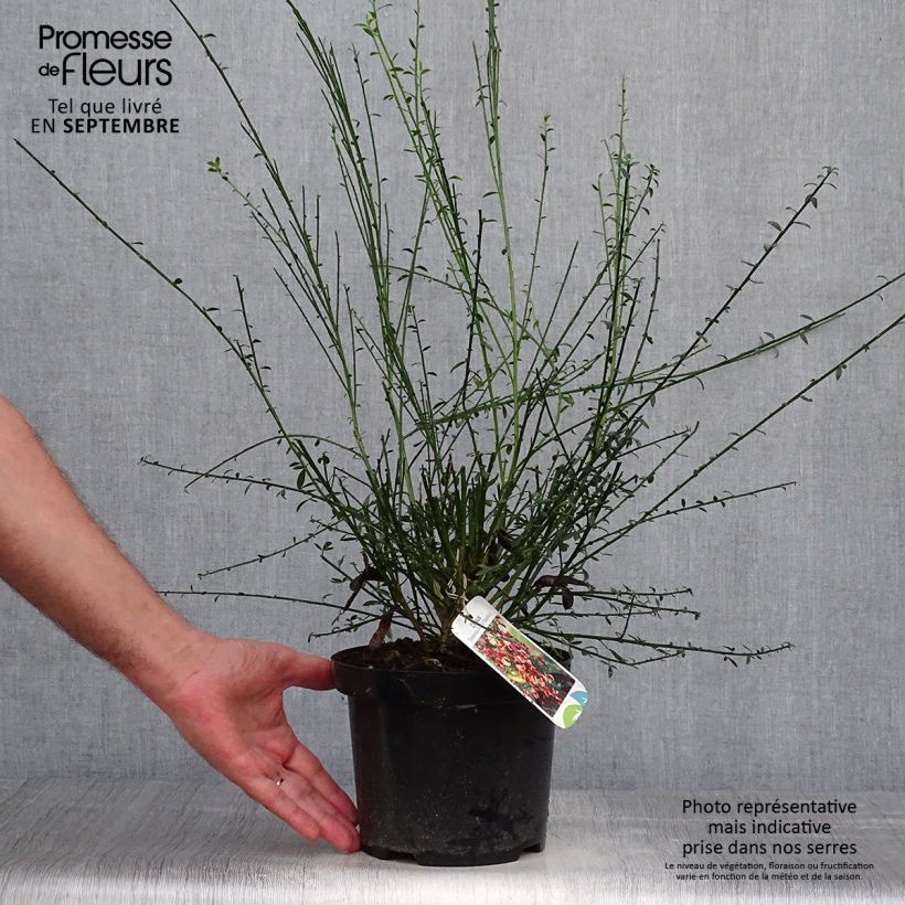 Exemplar von Edelginster Goldfinch - Cytisus scoparius Topf mit 2L/3L wie im Herbst geliefert