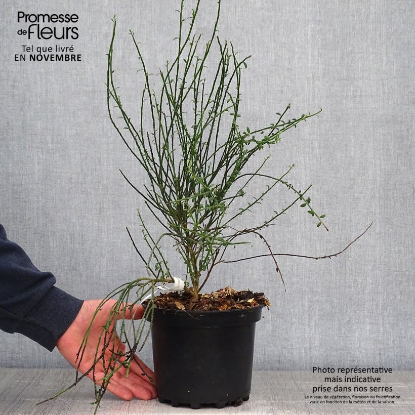 Exemplar von Edelginster La Coquette - Cytisus scoparius Topf mit 2L/3L wie im Herbst geliefert